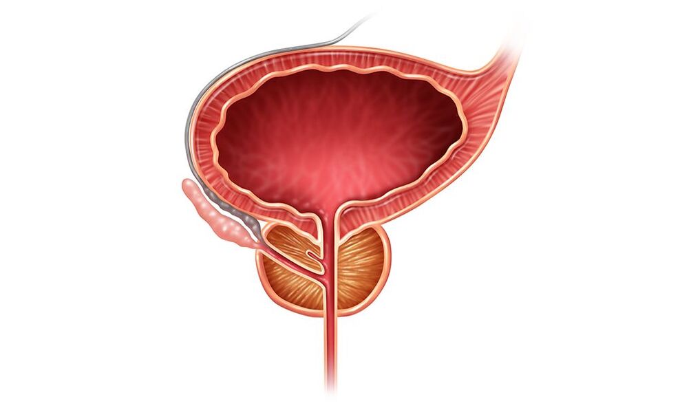 lokasyon sa prostate sa mga lalaki